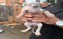Mixed Breed dogs for sale: Old English cross, cane corsa  - Image 13