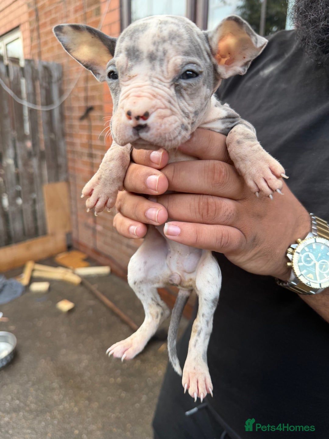 Mixed Breed dogs for sale: Old English cross, cane corsa  - Image 13