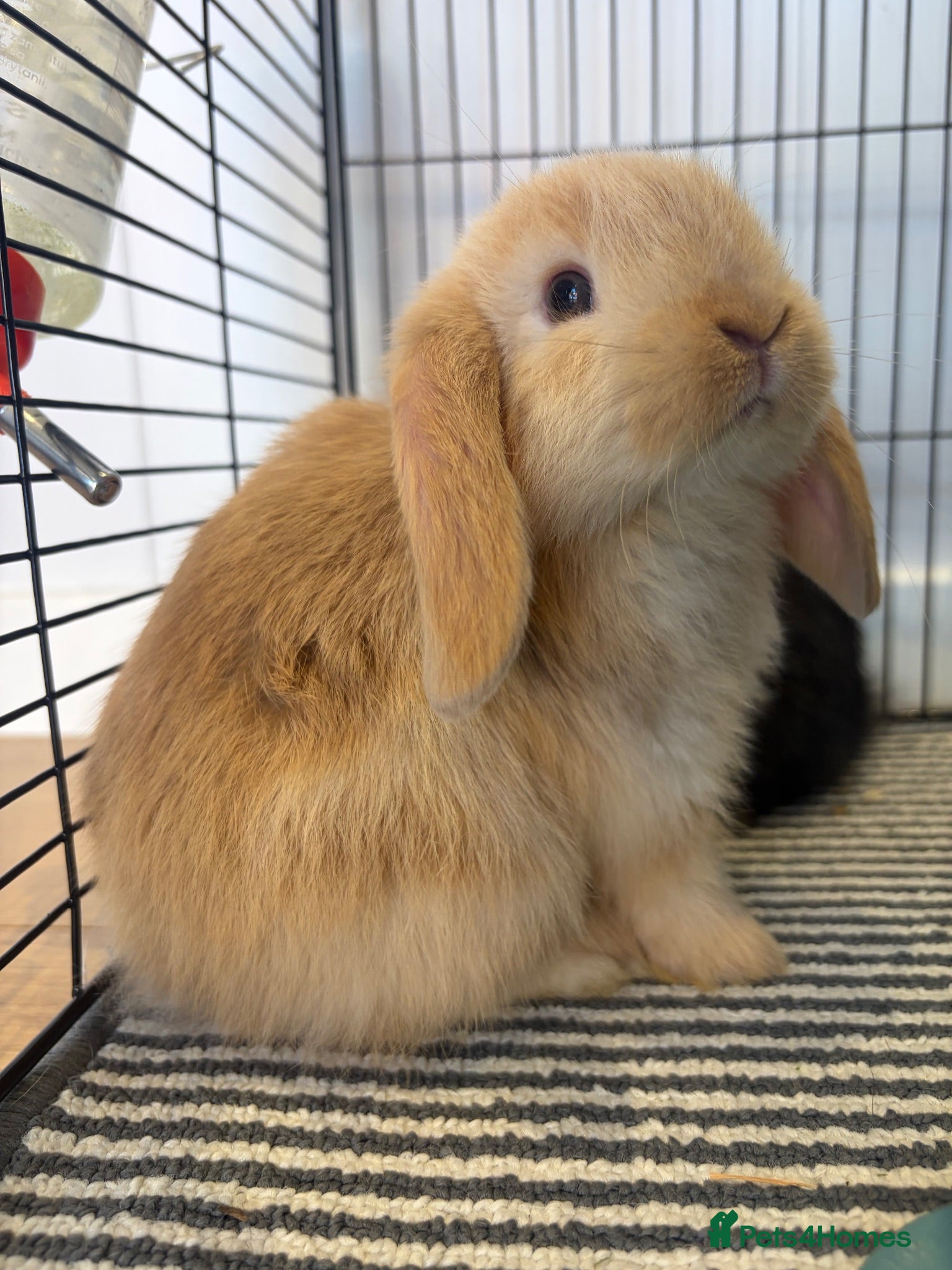 Mini Lop rabbits Beautiful fluffy mini lops  - Advert 15