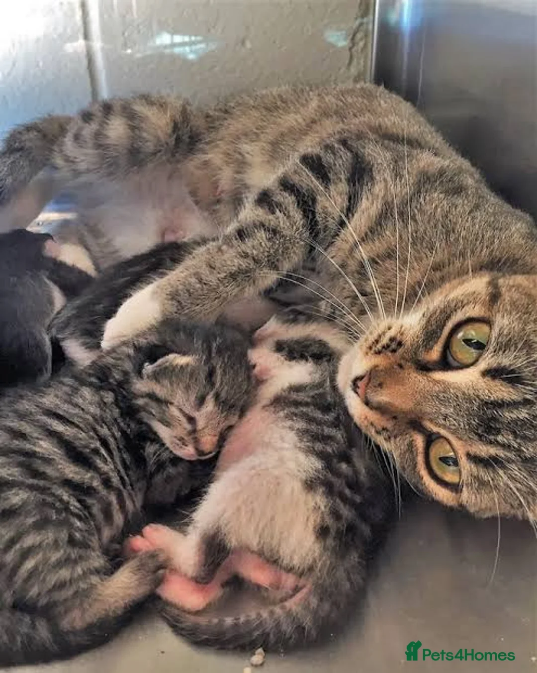Mixed Breed cats for sale: Tabby fluffy Boy Kitten  in London - Advert 2