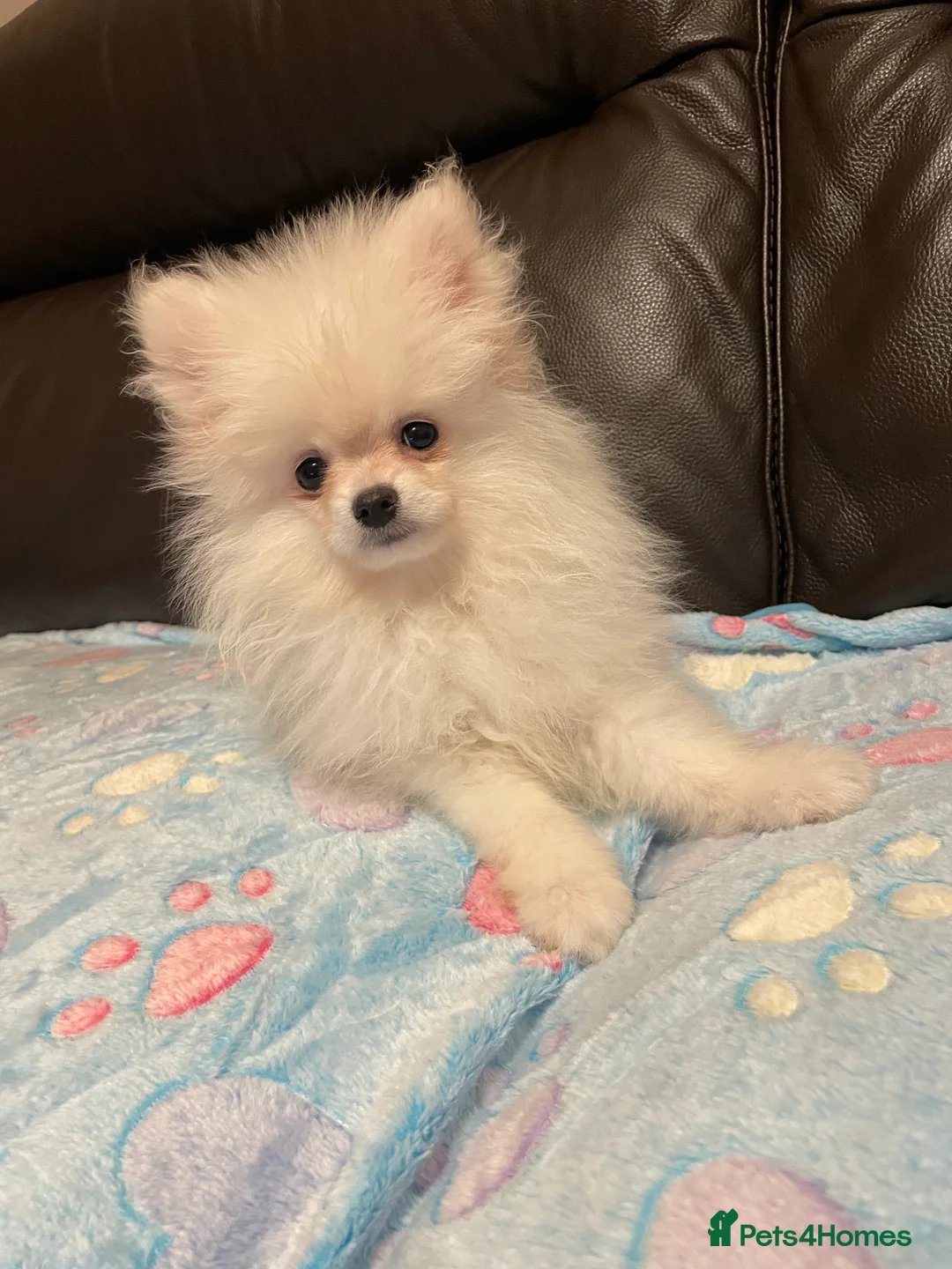Pomeranian dogs for sale: Stunning little Pomeranian KC white Boy - Advert 4