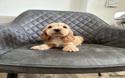 Cocker Spaniel dogs for sale: Beautiful Show Type Cocker Spaniel Pups - Image 10