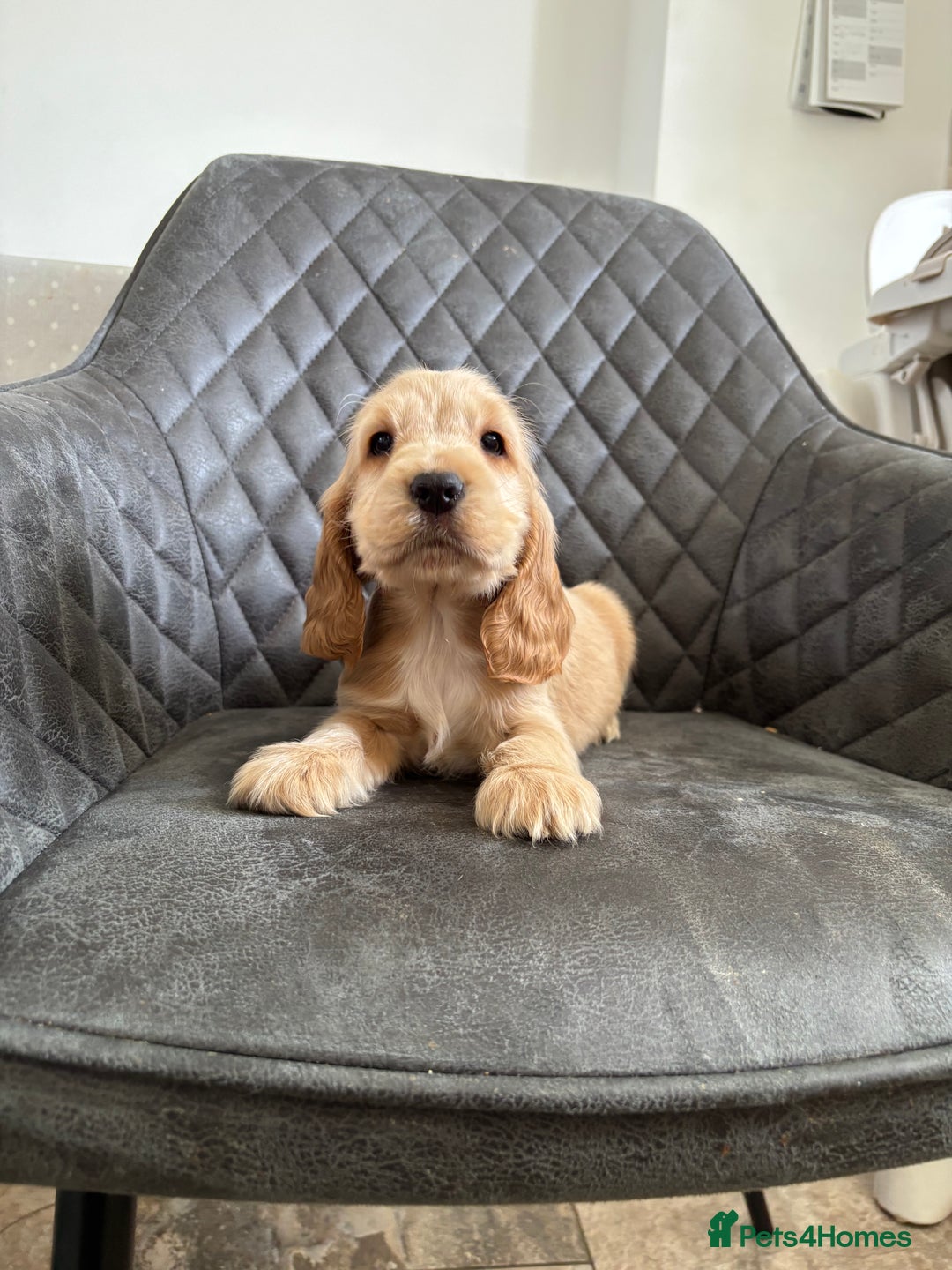 Cocker Spaniel dogs for sale: Beautiful Show Type Cocker Spaniel Pups - Image 10