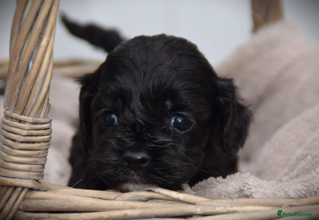 Cockapoo dogs for sale:  cockapoo one beautiful blacl and white girl left - Advert 6