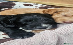 Cockapoo dogs for sale: Beautiful Cockapoo boys - Image 10