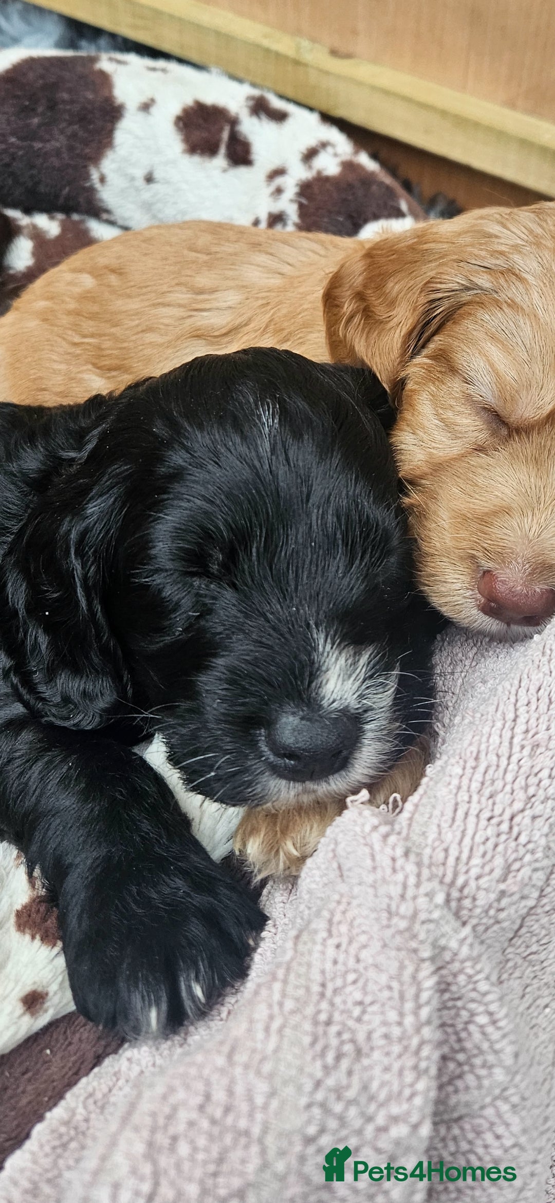 Cockapoo dogs for sale: Beautiful Cockapoo boys - Image 10