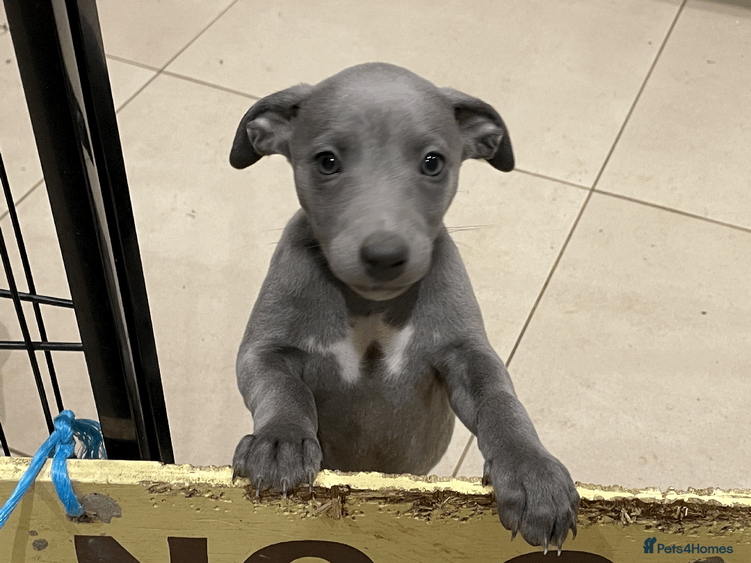Whippet dogs for sale: Whippet puppies Northamptonshire - Image 4