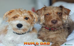 Mixed Breed dogs for sale: Parson Russell Cross Puppies  - Image 12