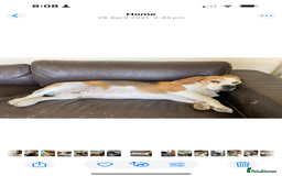 Beagle dogs for sale: 10 year old beagle up for adoption.  - Image 4