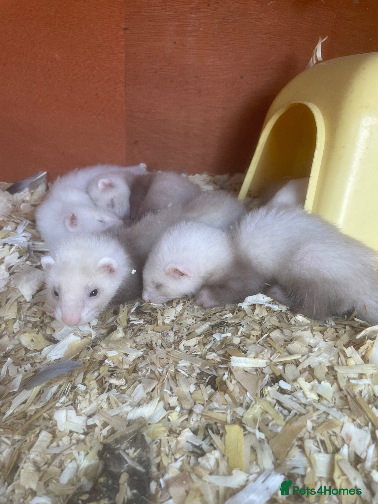 Ferret rodents 3 Standard Size Working Ferrets For Sale - Advert 1