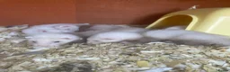 Ferret rodents for sale: 3 Standard Size Working Ferrets For Sale - Advert 1