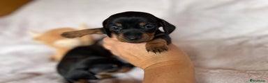 Dachshund Puppy 5