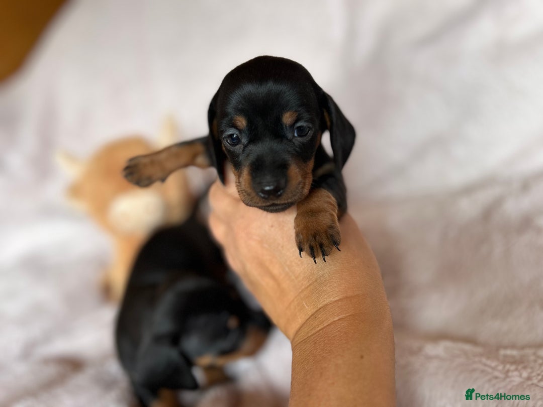 Dachshund dogs for sale: 7 Gorgeous puppies  - Image 5