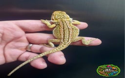 Bearded Dragon reptiles for sale: Bearded dragon Holdback release at HT exotics! - Image 17