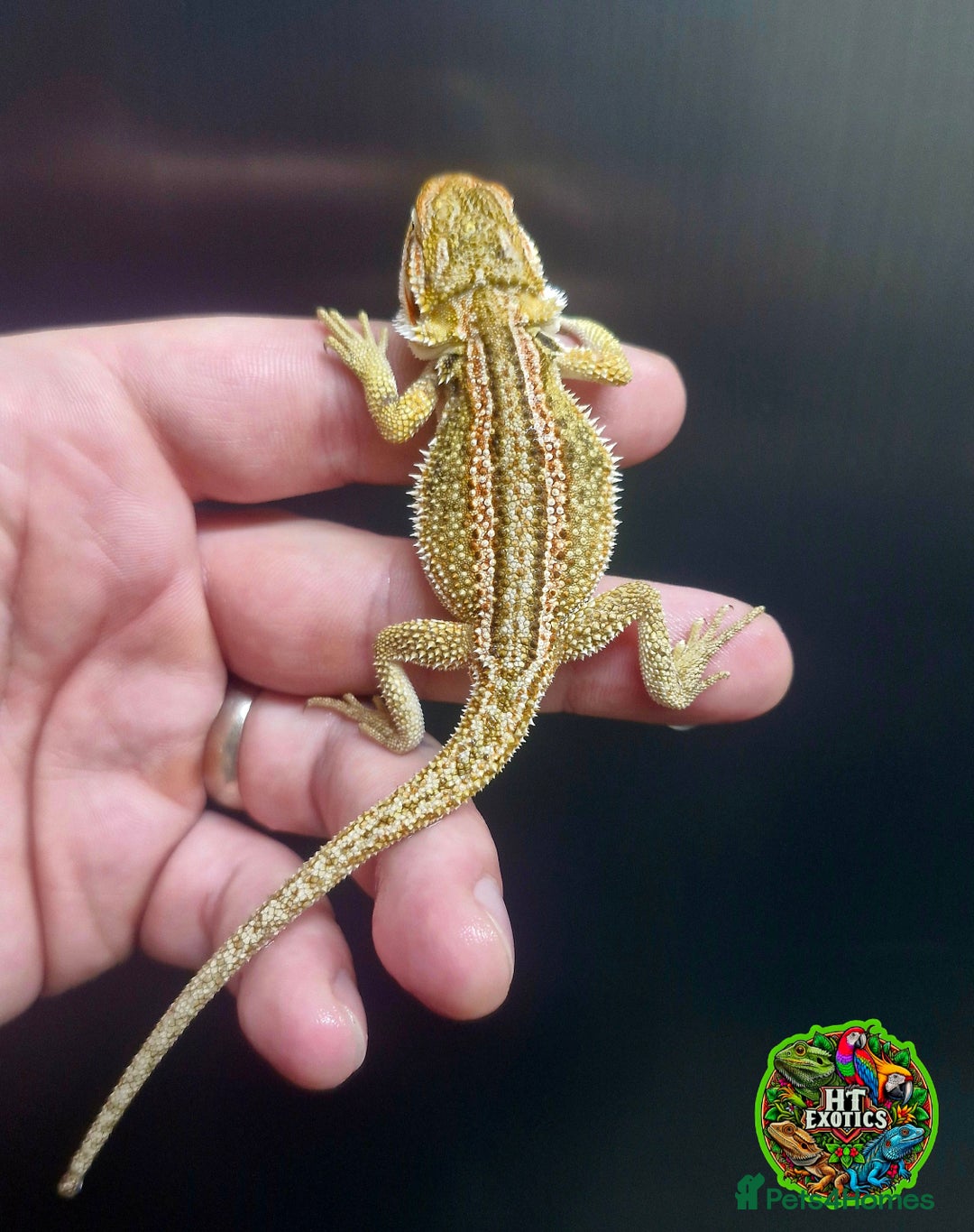 Bearded Dragon reptiles for sale: Bearded dragon Holdback release at HT exotics! - Image 17