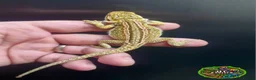 Bearded Dragon reptiles for sale: Bearded dragon Holdback release at HT exotics! - Advert 20