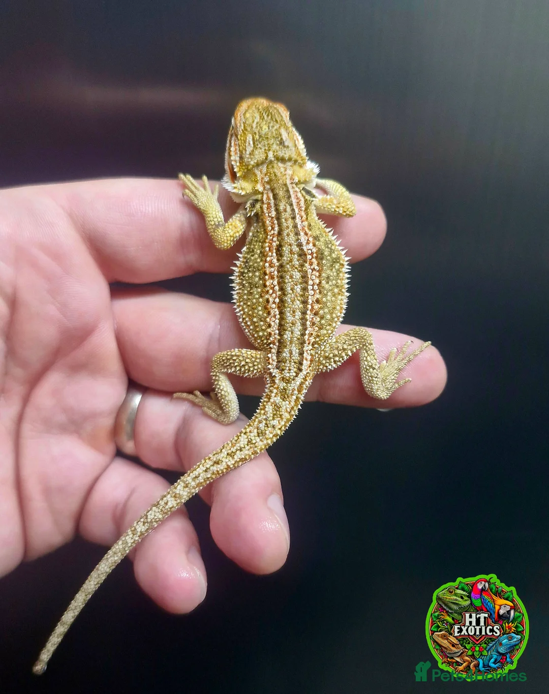 Bearded Dragon reptiles for sale: Bearded dragon Holdback release at HT exotics! - Advert 20