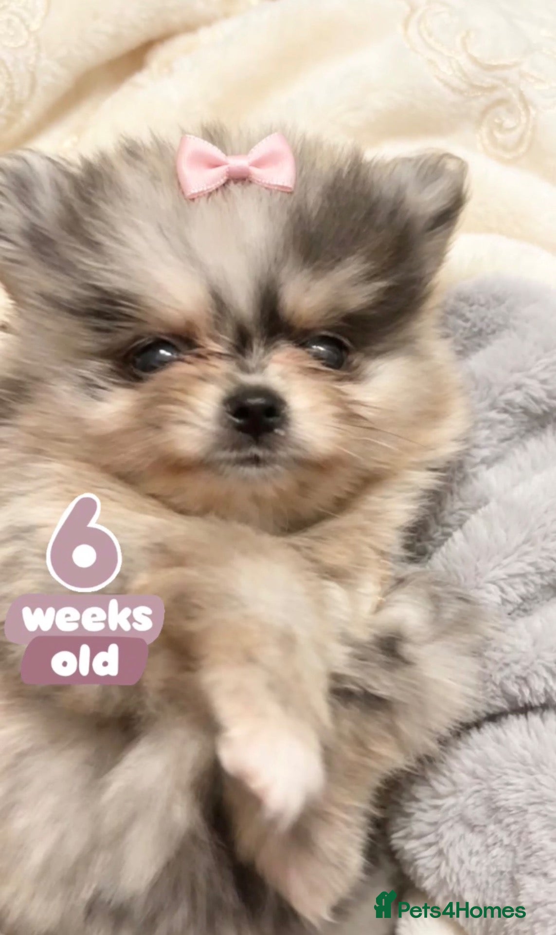 Pomeranian dogs ✨Four Mini Little Gems 💎🐾🐶✨💜🧡🩶🤎 - Advert 2