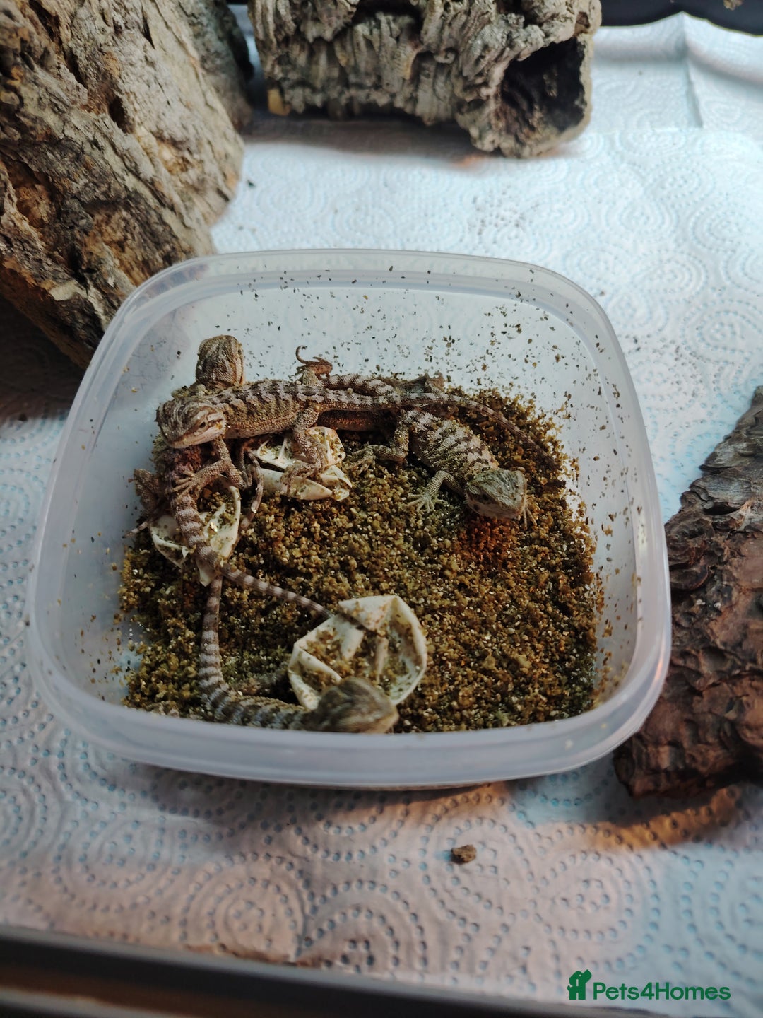 Bearded Dragon reptiles for sale: Baby bearded dragon  - Image 3