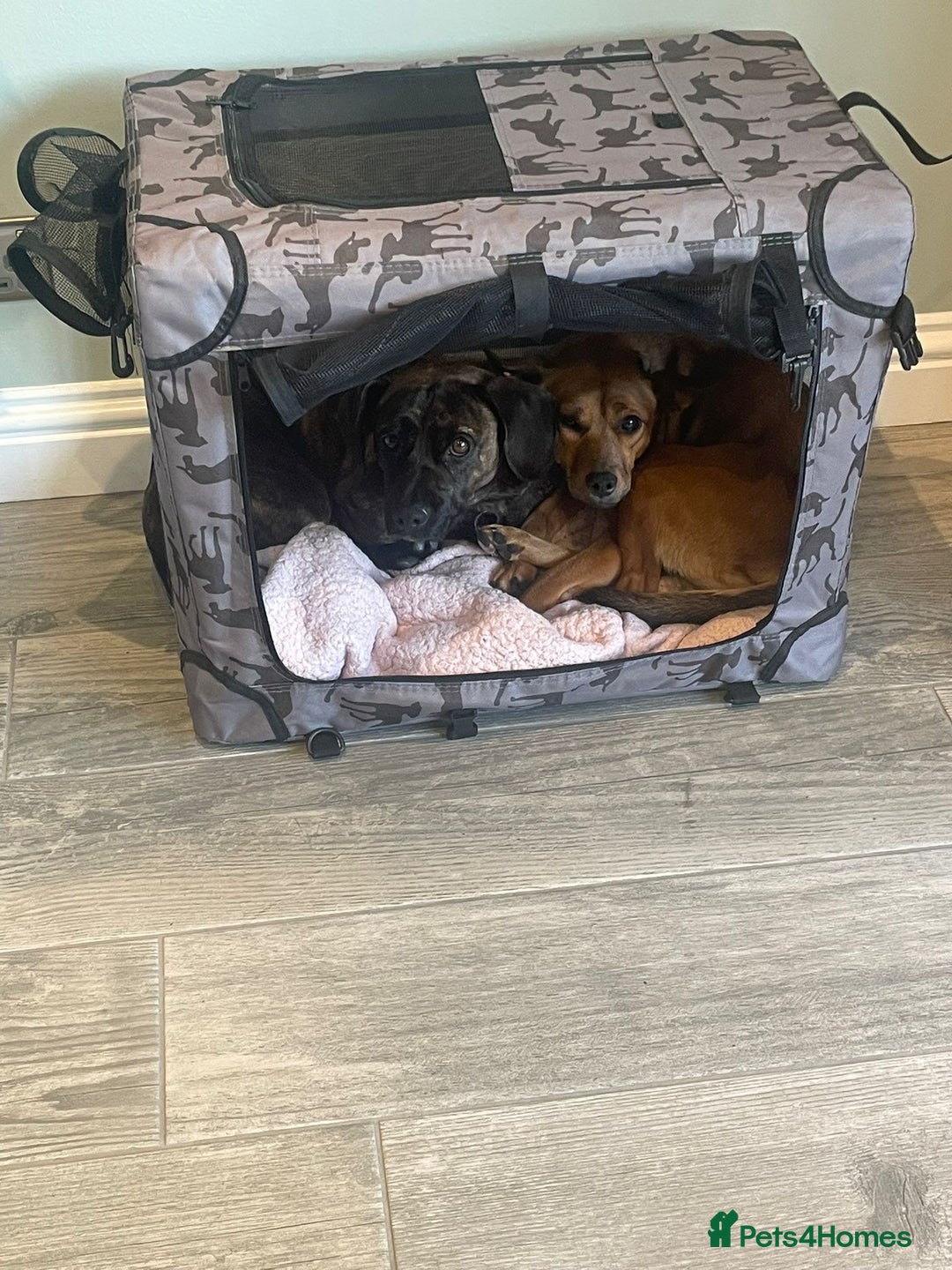 Mixed Breed dogs for adoption: Lovely little Masni wants her home - Advert 16