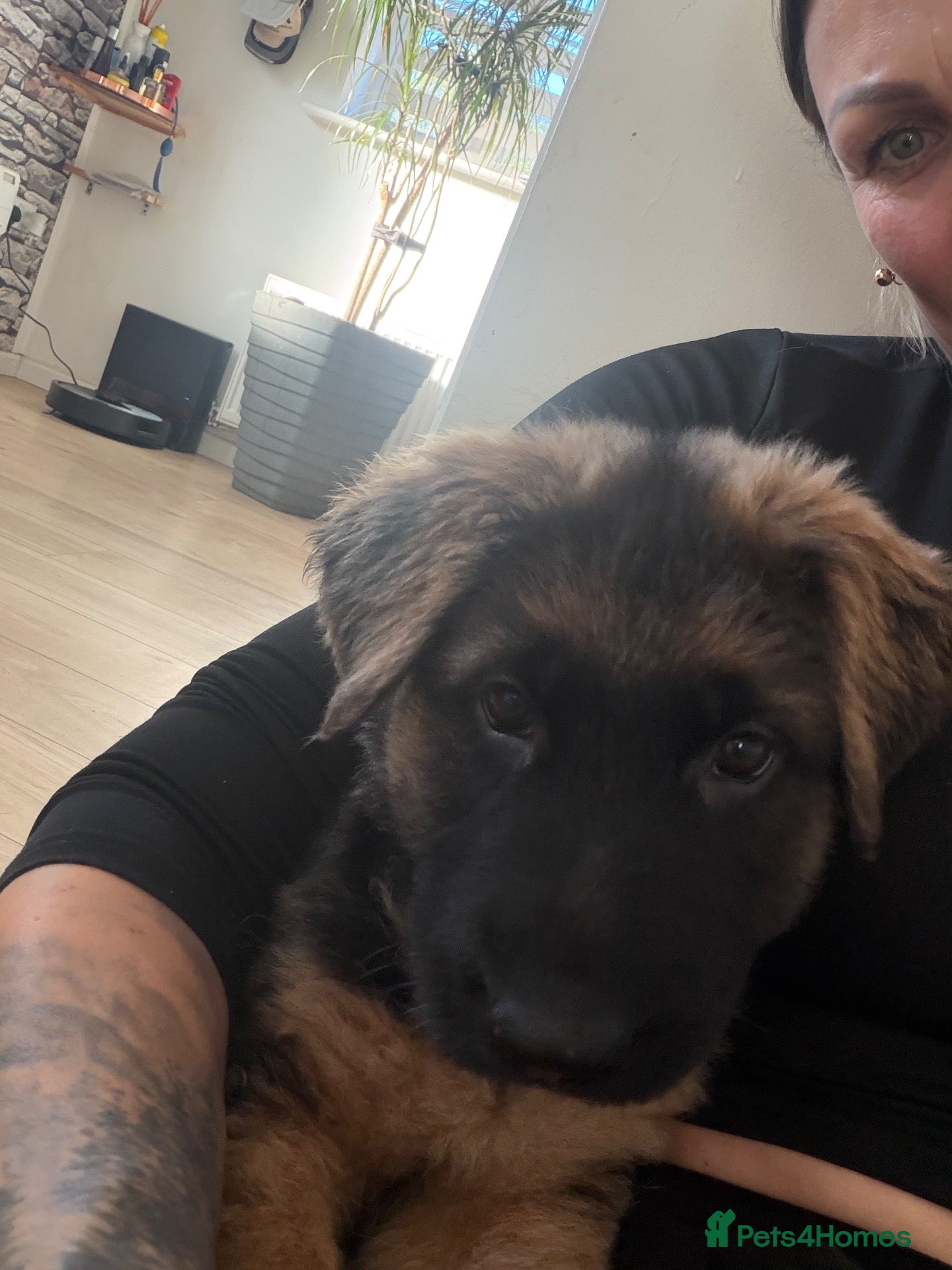 German Shepherd dogs 1 BOY LEFT!!!!!!Ready to go to new family  - Advert 2