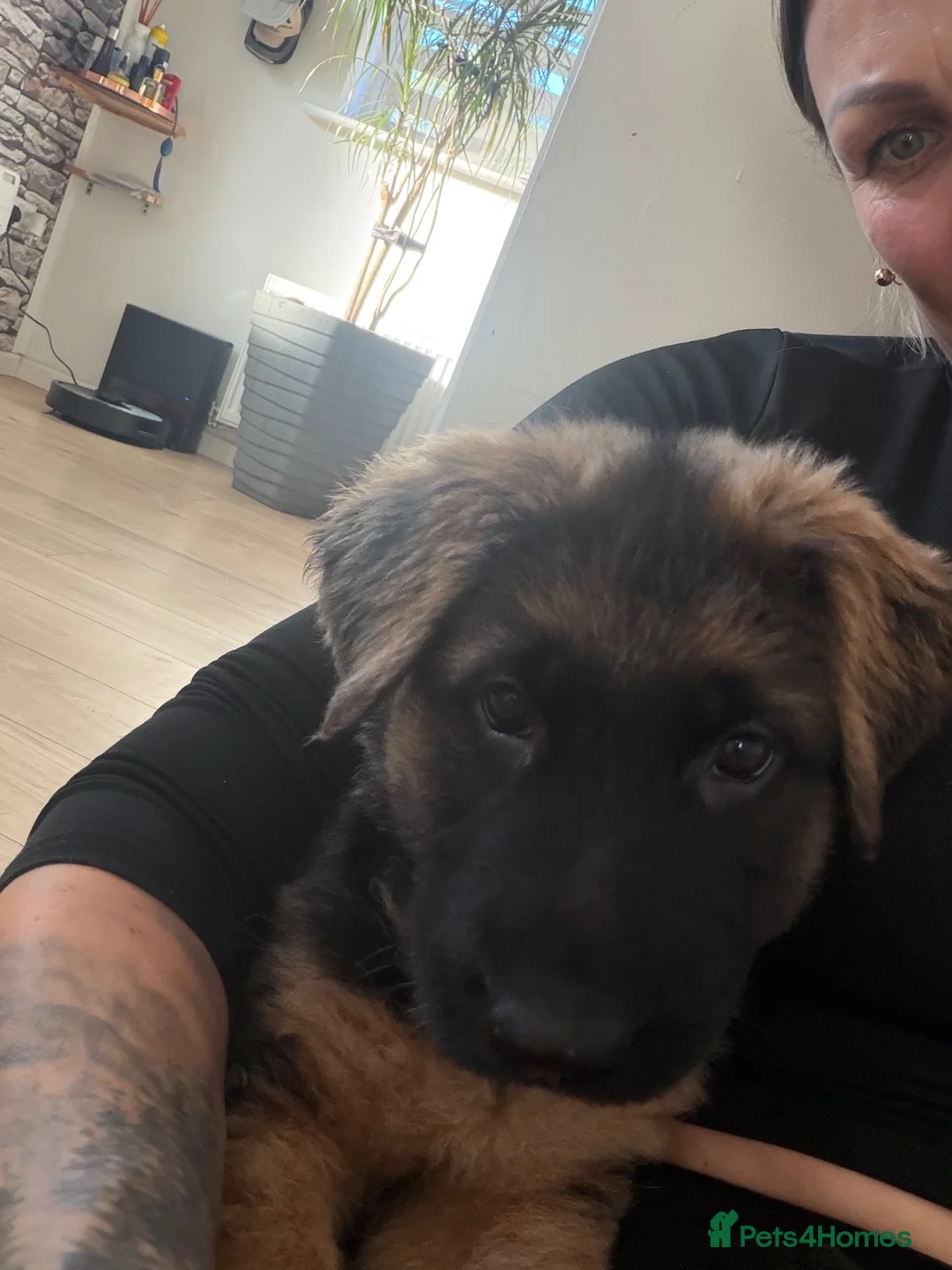 German Shepherd dogs for sale: 1 BOY LEFT!!!!!!Ready to go to new family  - Advert 2
