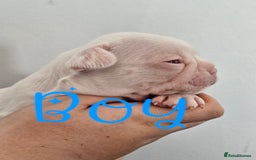 Mixed Breed dogs for sale: Last Beautiful Pink Frenchton Boy Pup Available  - Image 28