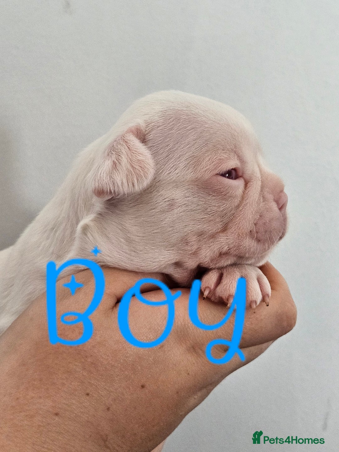 Mixed Breed dogs for sale: Last Beautiful Pink Frenchton Boy Pup Available  - Image 28