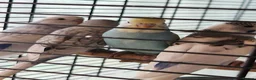 Budgerigars birds for sale: Baby budgies for sale - Advert 5