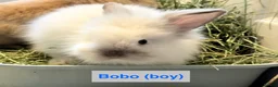 Lionhead rabbits for sale: Double Maned Lionheads Babies - Advert 32