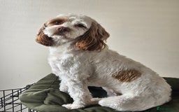 Cockapoo dogs for sale:  Cockerpoo f2b female 21 months old - Image 3