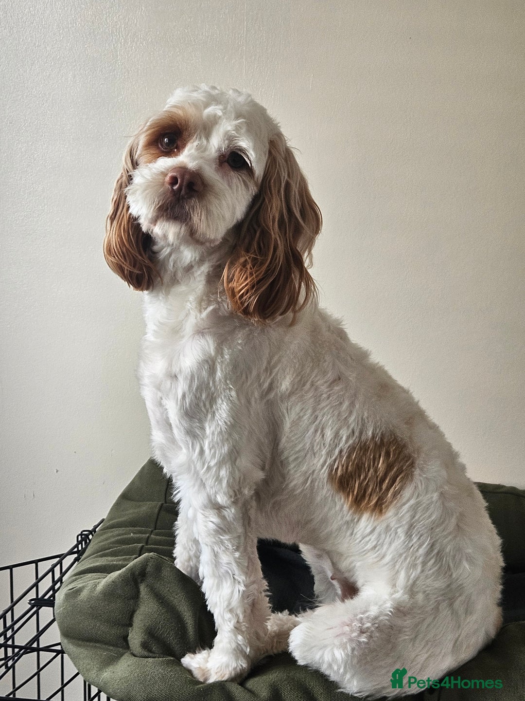 Cockapoo dogs for sale:  Cockerpoo f2b female 21 months old - Image 3