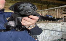 Labrador Retriever dogs for sale: Pedigree KC Reg Labrador puppies - Image 7