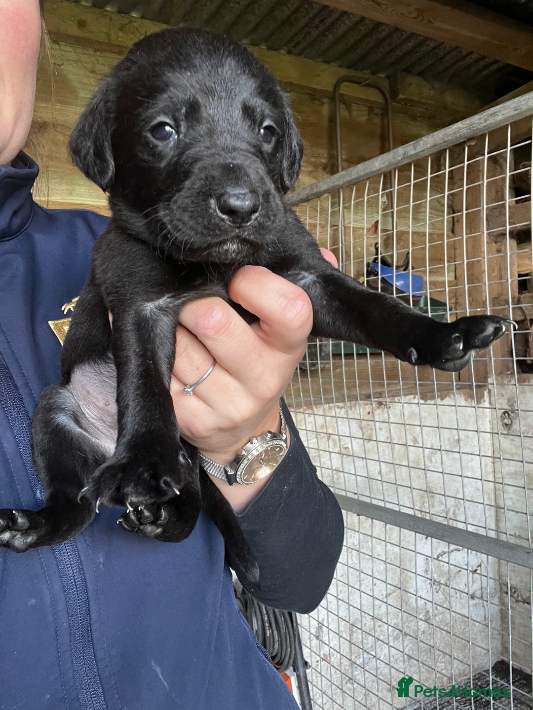 Labrador Retriever dogs for sale: Pedigree KC Reg Labrador puppies - Image 7