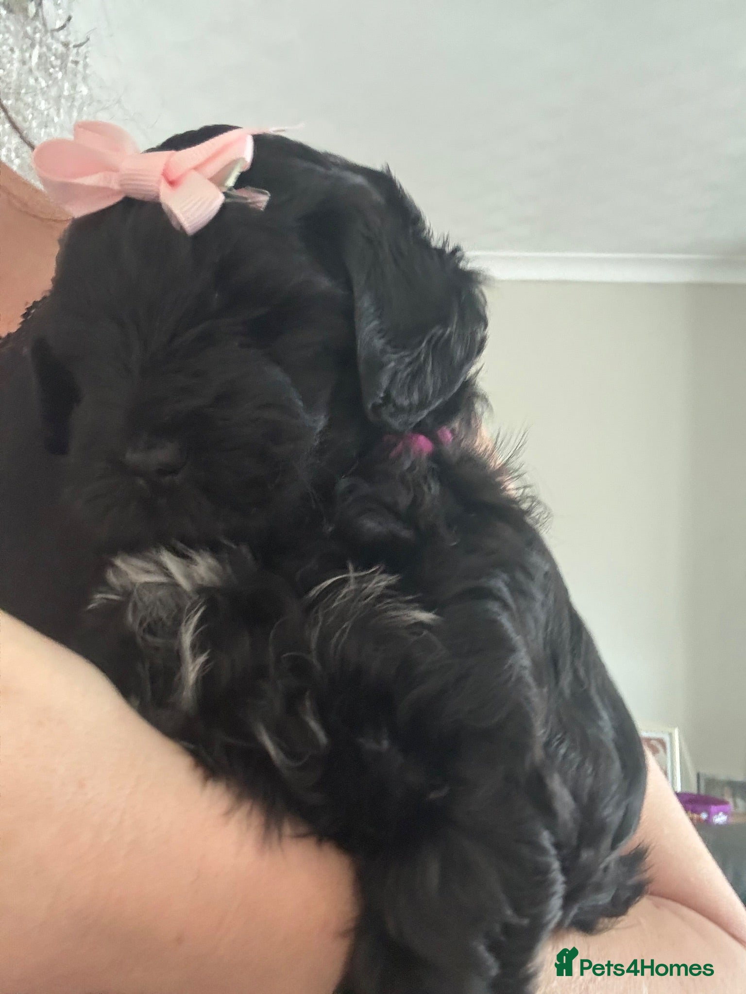 Yorkiepoo dogs Beautiful Yorkie-poo last boy and girl  - Advert 2