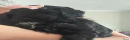 Yorkiepoo dogs for sale: Beautiful Yorkie-poo puppies  - Advert 7
