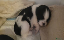 Shih Tzu dogs for sale: shih tzu puppies  - Advert 9