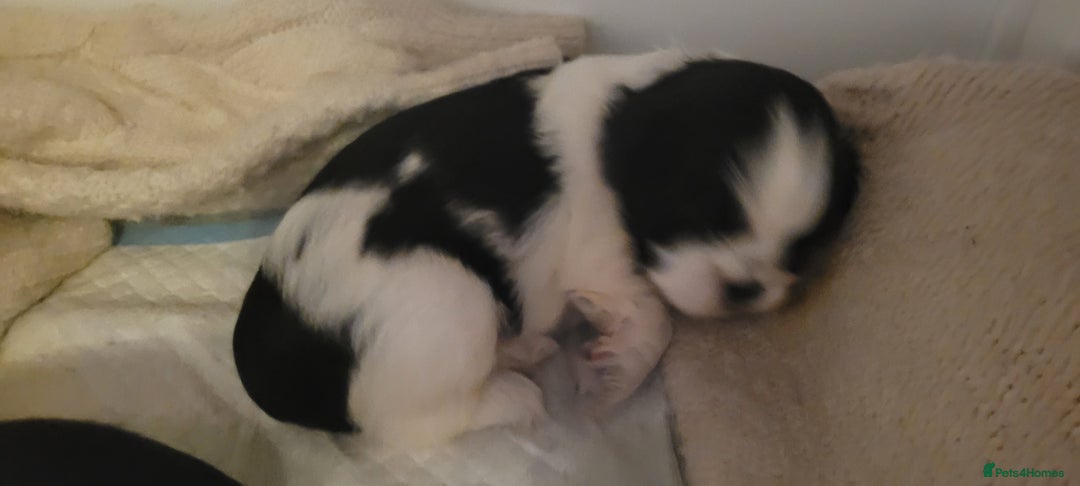 Shih Tzu dogs for sale: shih tzu puppies  - Advert 9