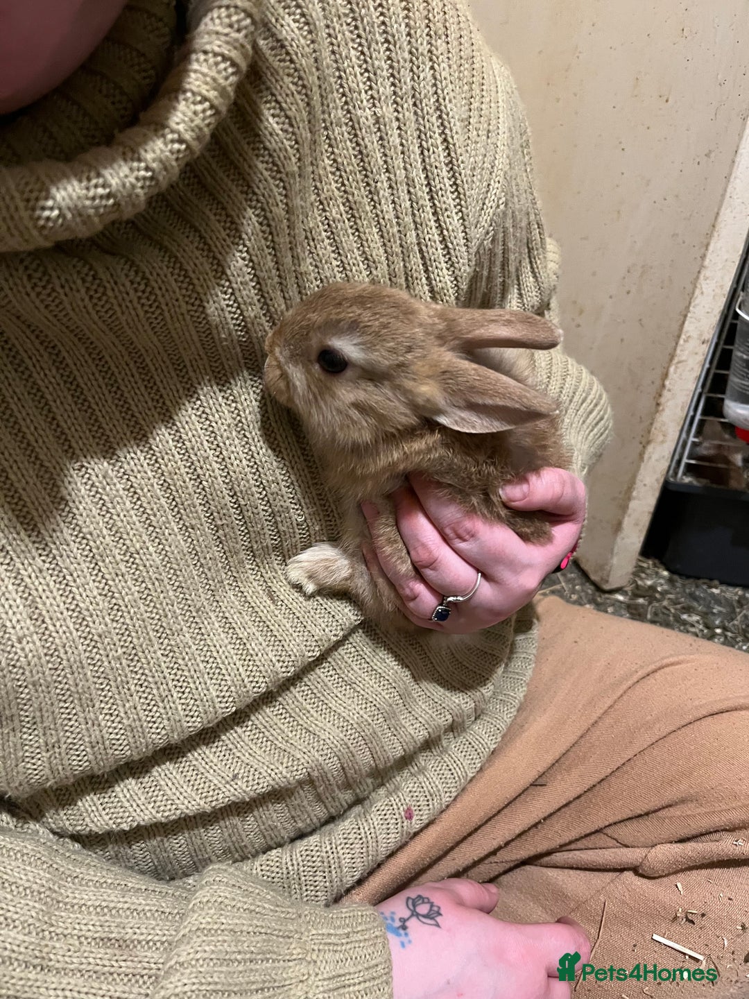 Netherland Dwarf rabbits for sale: Netherlands Dwarf / Minilop  - Advert 3