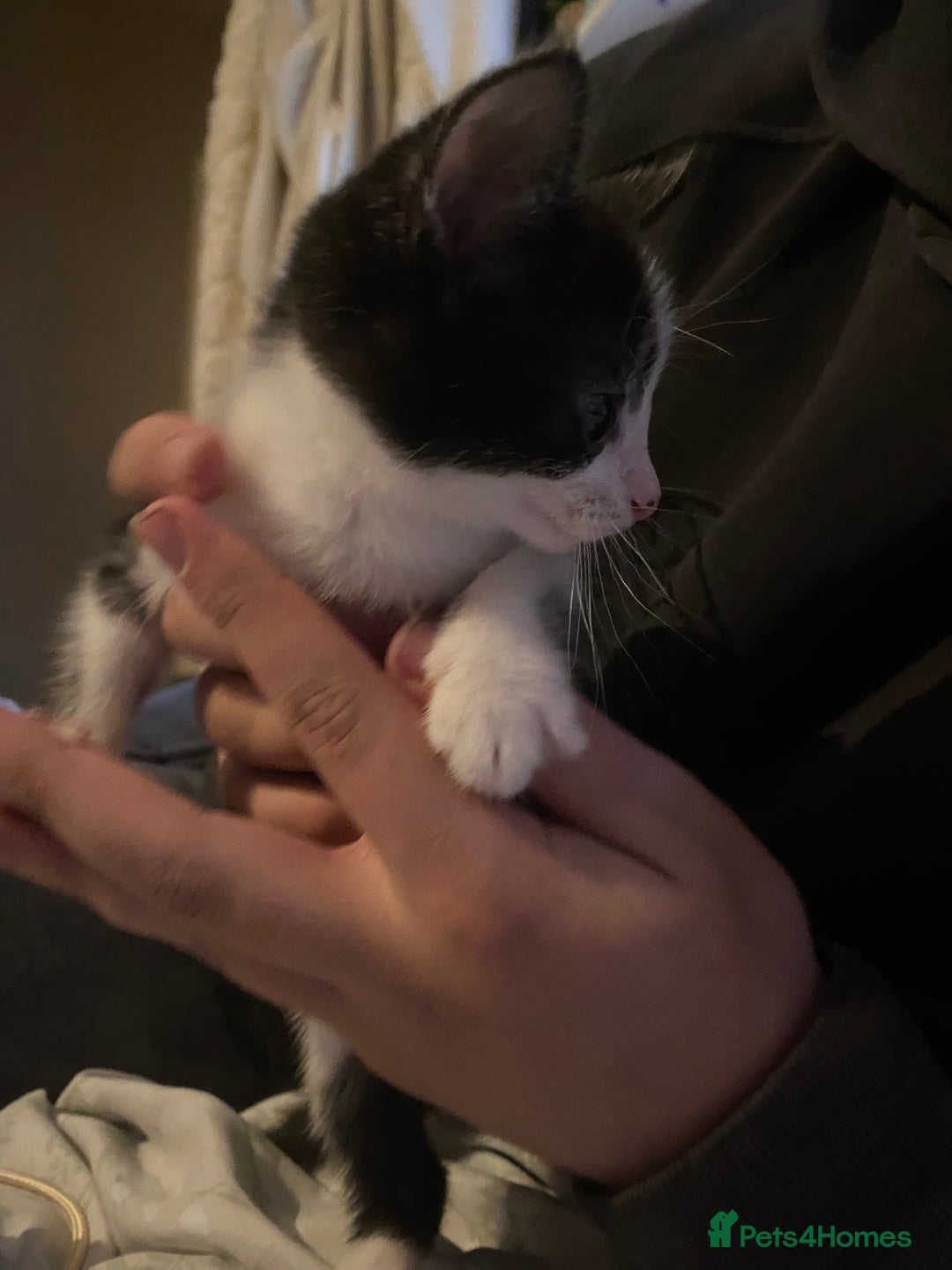Bombay cats for sale: Kittens  - Image 5