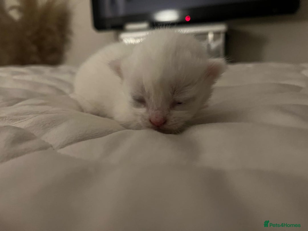 Mixed Breed cats for sale: Ragdoll X kittens for sale  - Advert 2