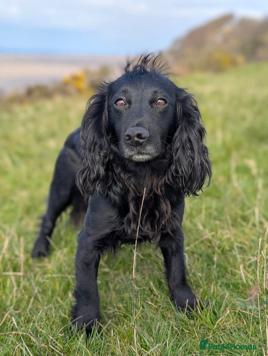 Cocker Spaniel dogs for sale: Working Cocker female puppies  - Advert 2