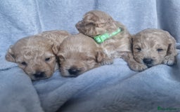 Poochon dogs for sale: Health tested parents  - Advert 13