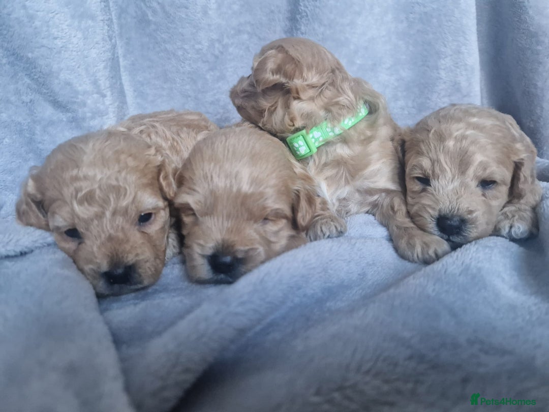 Poochon dogs for sale: Health tested parents  - Advert 13