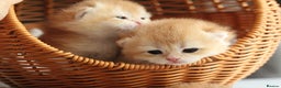 British Shorthair cats for sale: Gorgeous BSH Golden Chinchilla ny12 - Advert 18
