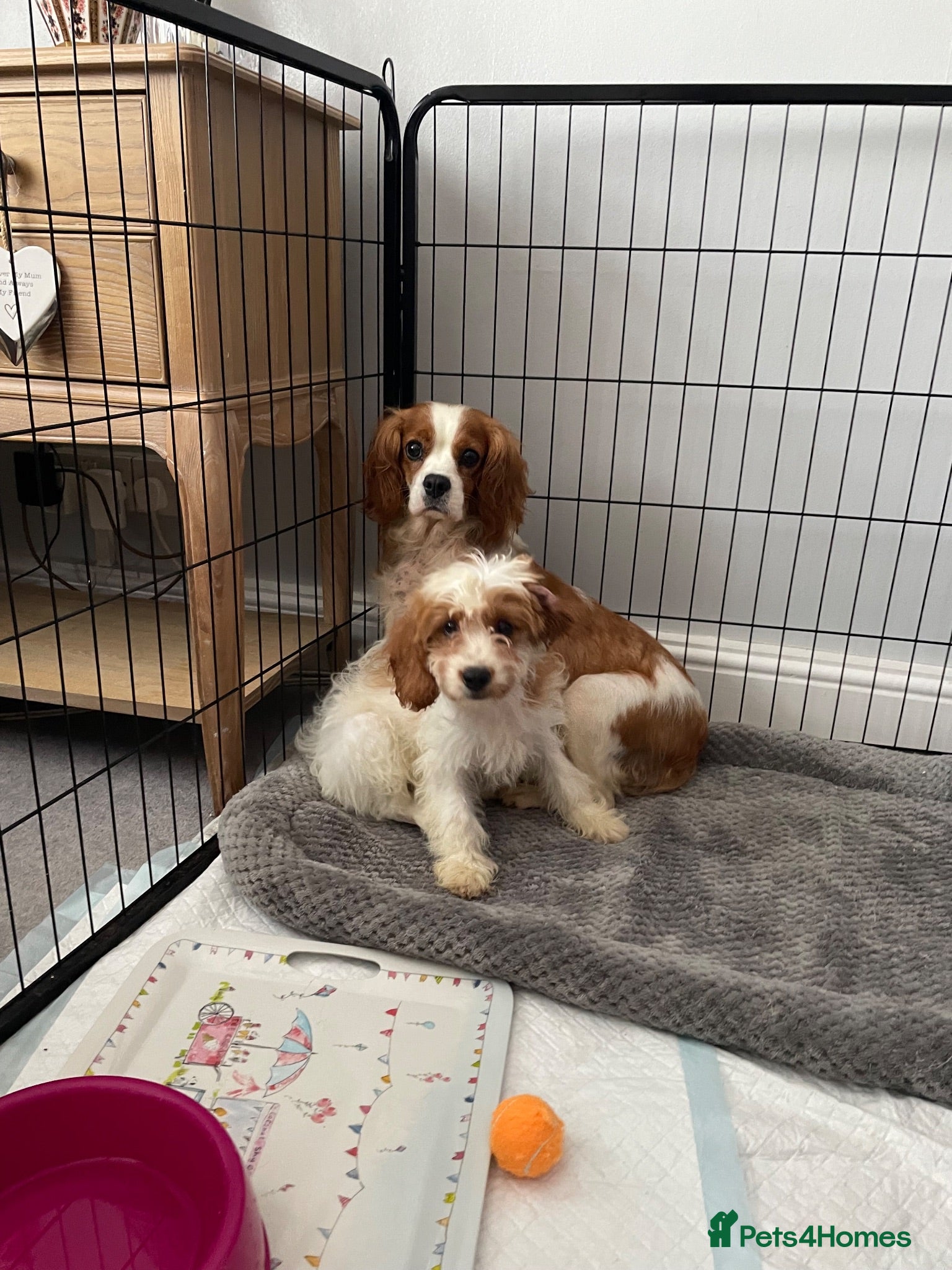 Cavapoo dogs ADORABLE CAVAPOO PUPPIES  - Advert 4