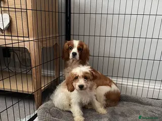 Cavapoo dogs ADORABLE CAVAPOO PUPPIES - Advert 4