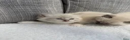 Ragdoll cats for sale: Blue lynx and blue bi colour beauties  - Advert 12