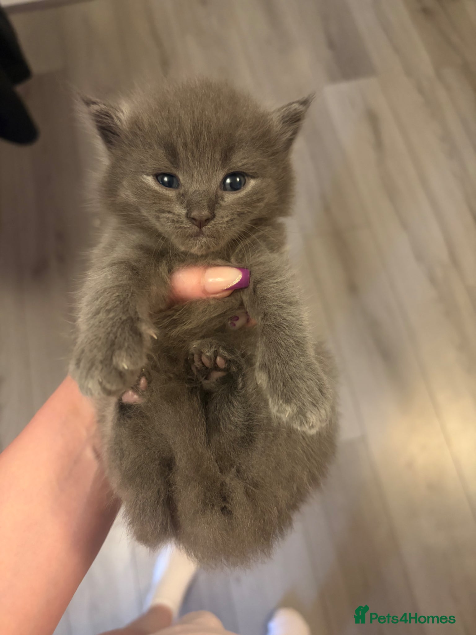 Ragdoll cats for sale: Ragdoll cross Norwegian forest cat - Advert 3