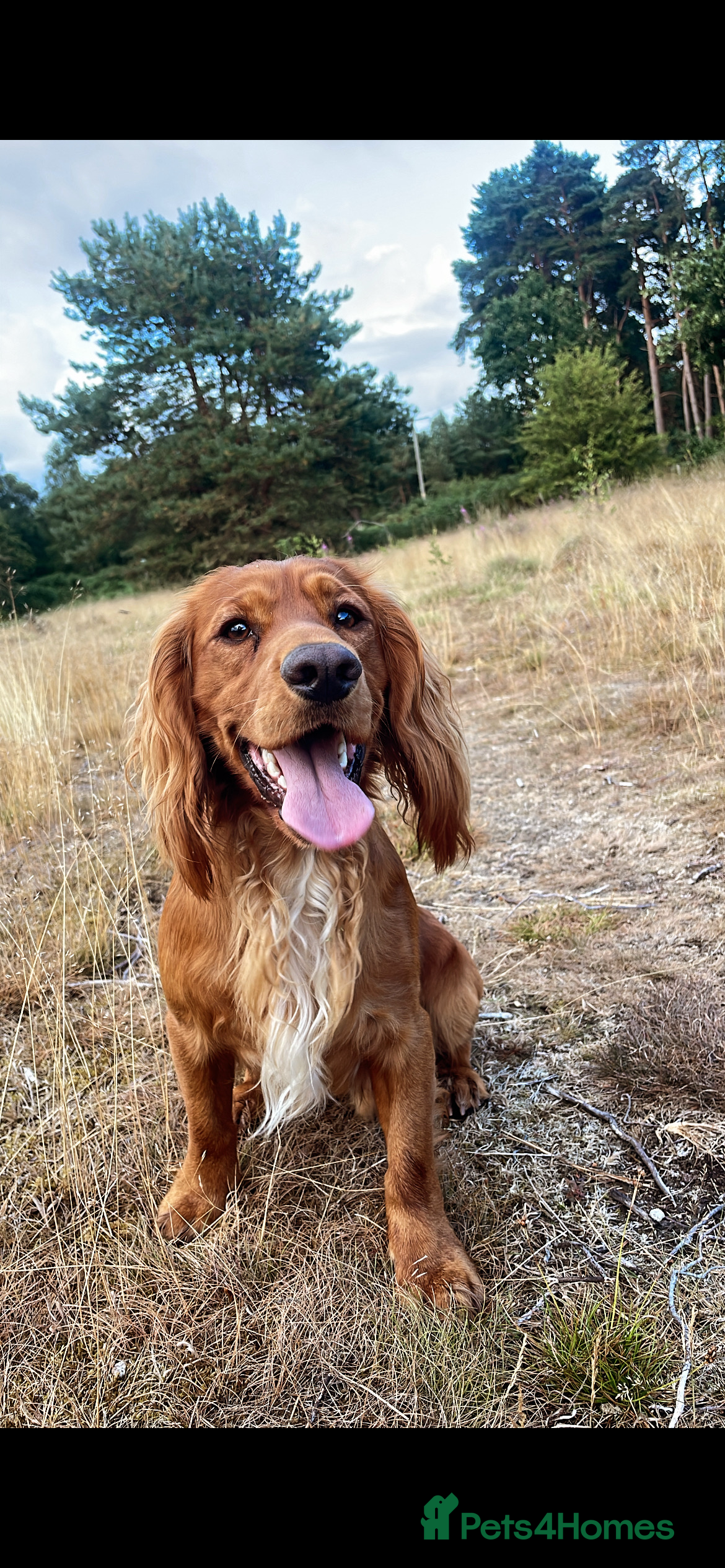 Cocker Spaniel dogs PROVEN / Health test - Kc red working cocker stud - Advert 2